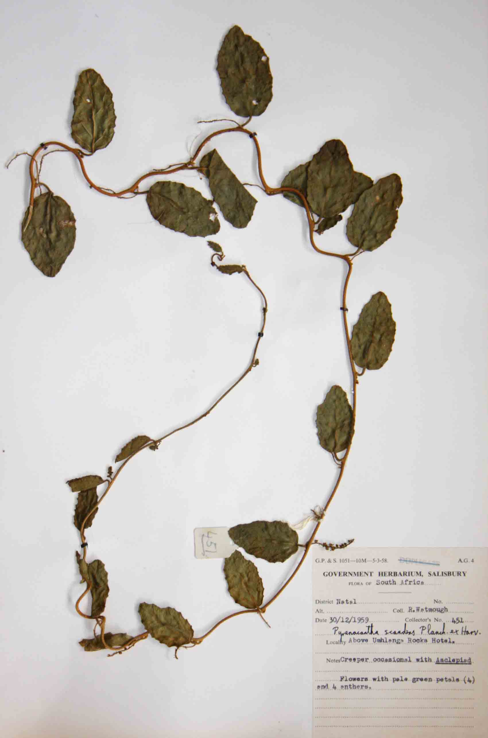 Pyrenacantha scandens