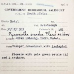 Pyrenacantha scandens