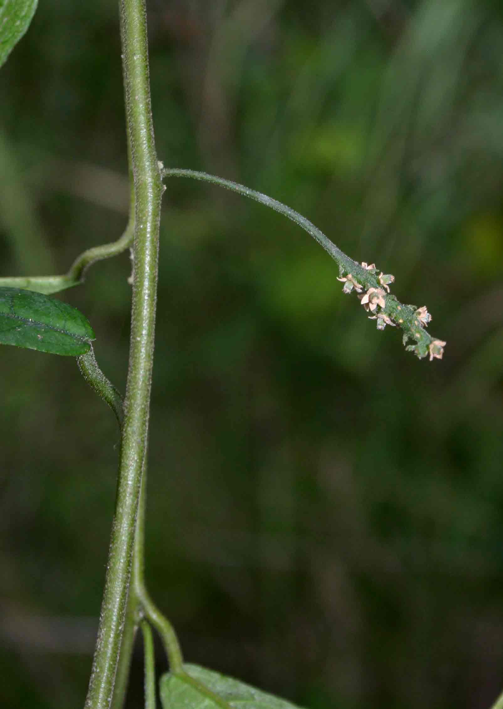 Pyrenacantha kirkii