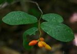 Monanthotaxis trichocarpa