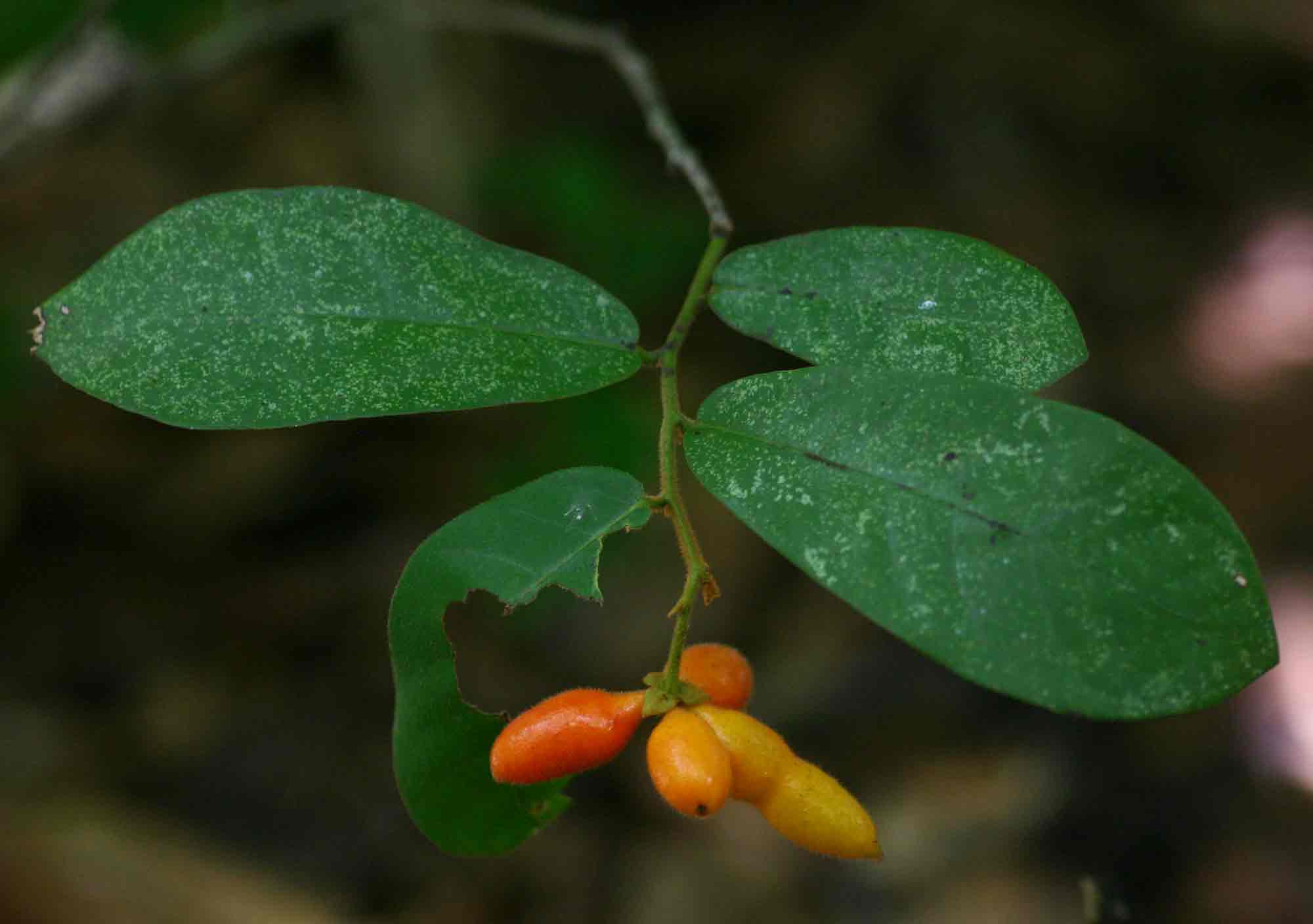 Monanthotaxis trichocarpa