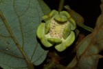 Monanthotaxis trichocarpa