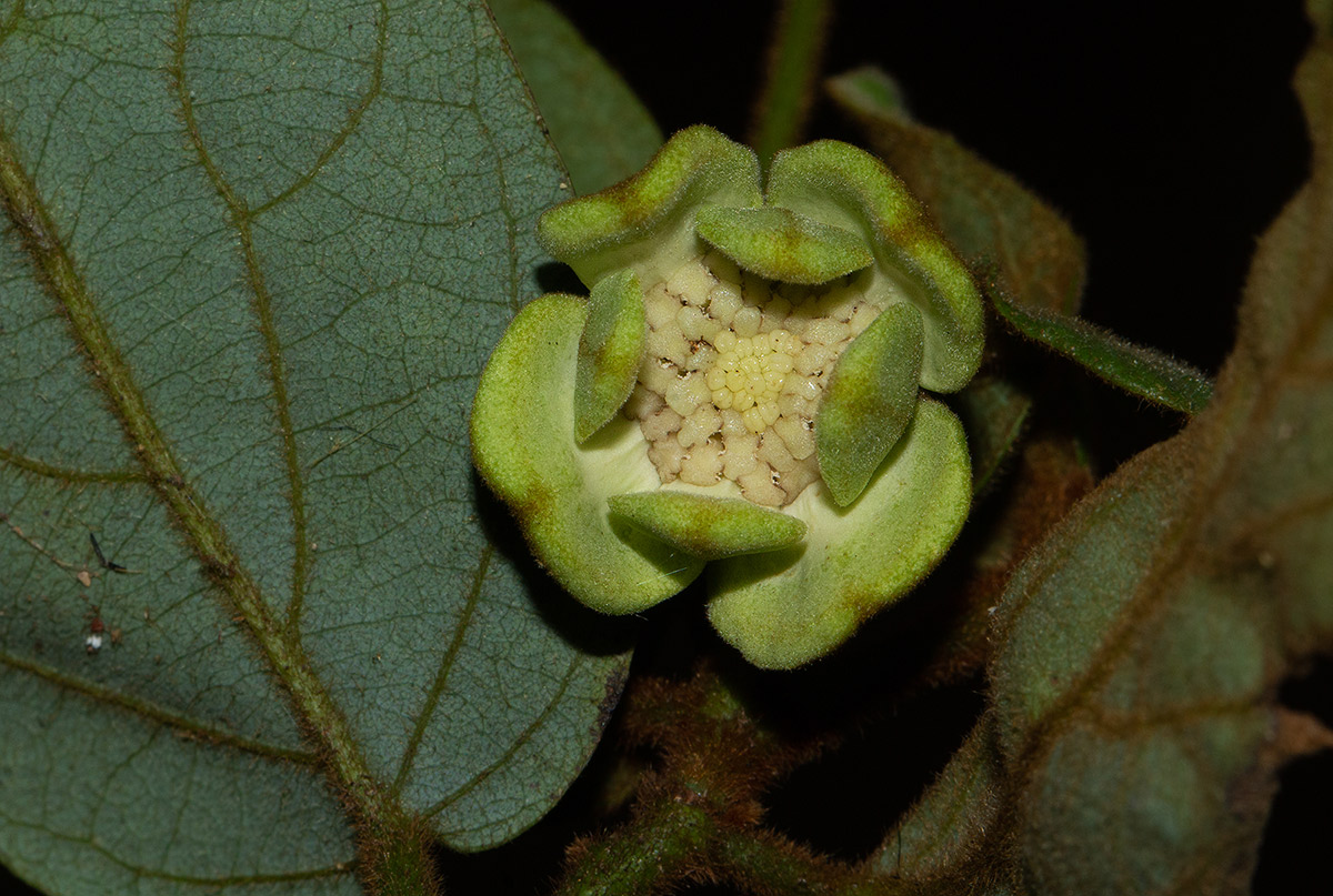 Monanthotaxis trichocarpa