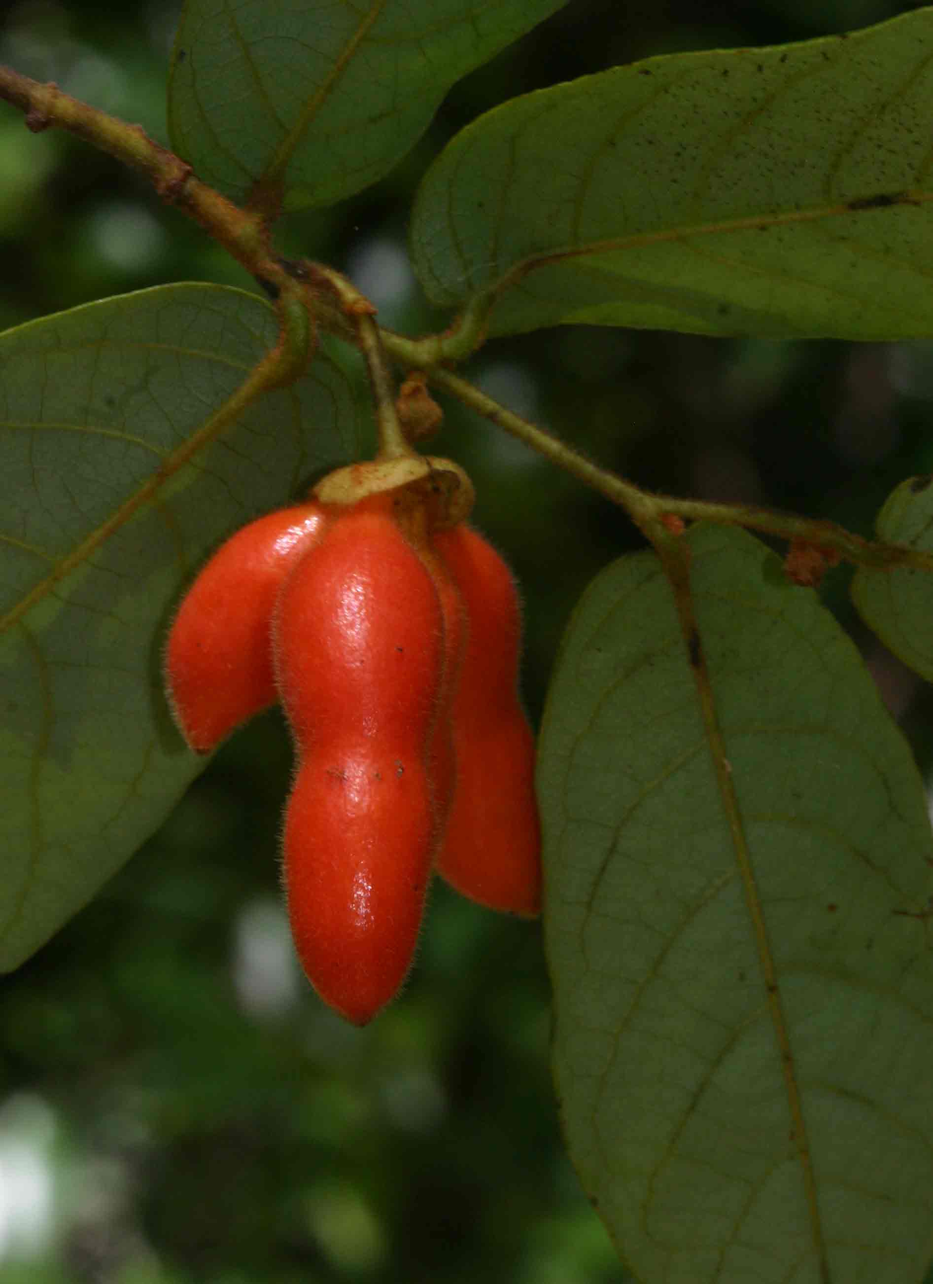 Monanthotaxis trichocarpa