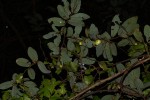 Monanthotaxis trichocarpa