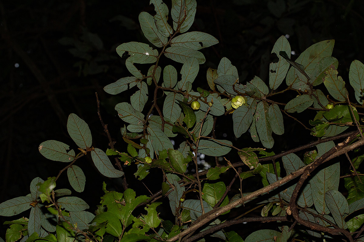 Monanthotaxis trichocarpa