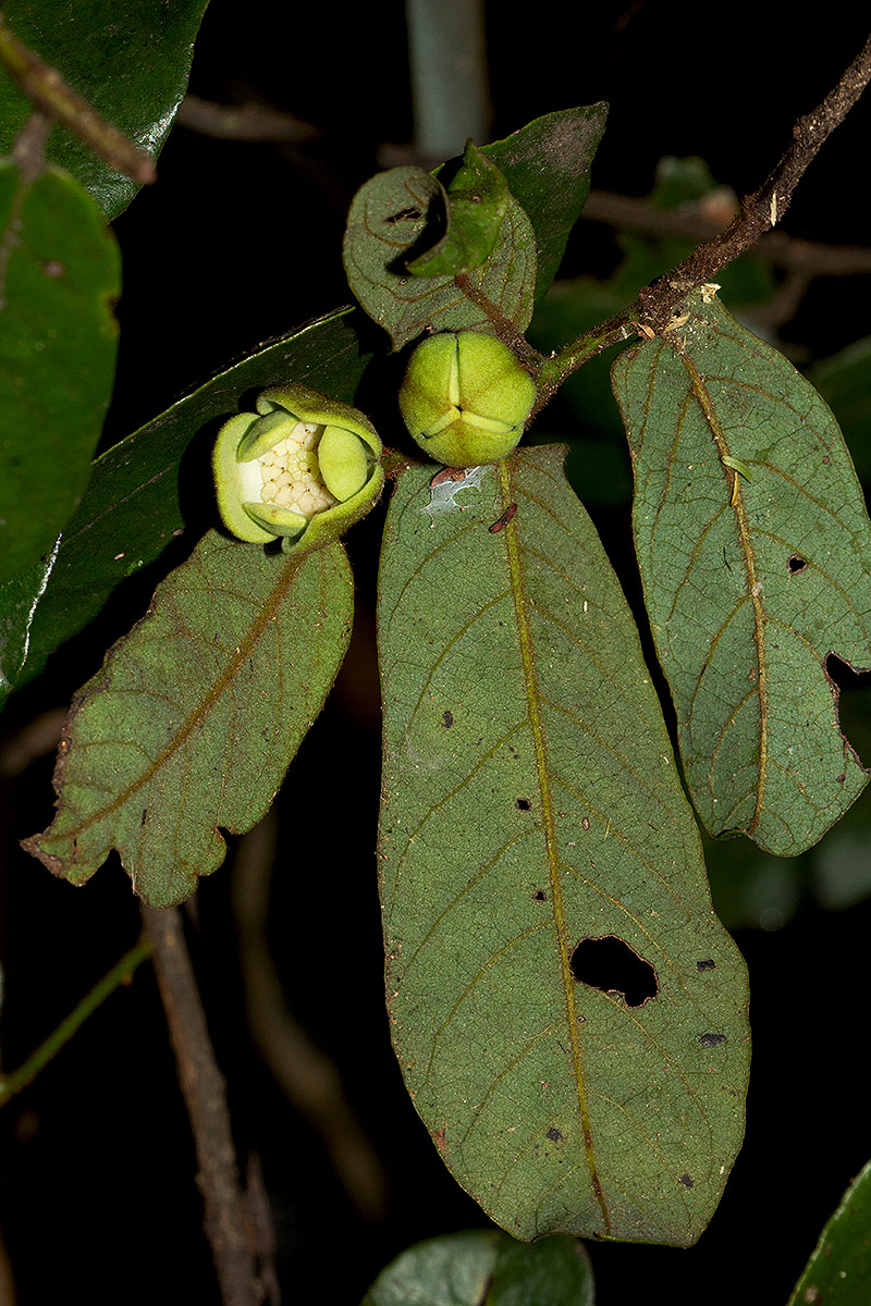 Monanthotaxis trichocarpa