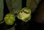 Monanthotaxis trichocarpa