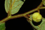 Monanthotaxis trichocarpa