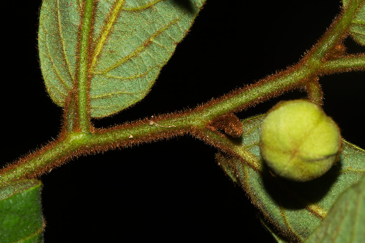Monanthotaxis trichocarpa