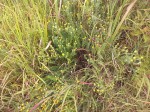 Helichrysum kirkii var. kirkii