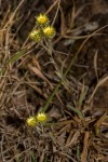 Helichrysum brassii