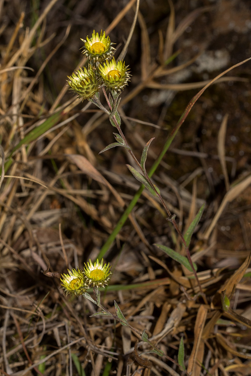 Helichrysum brassii
