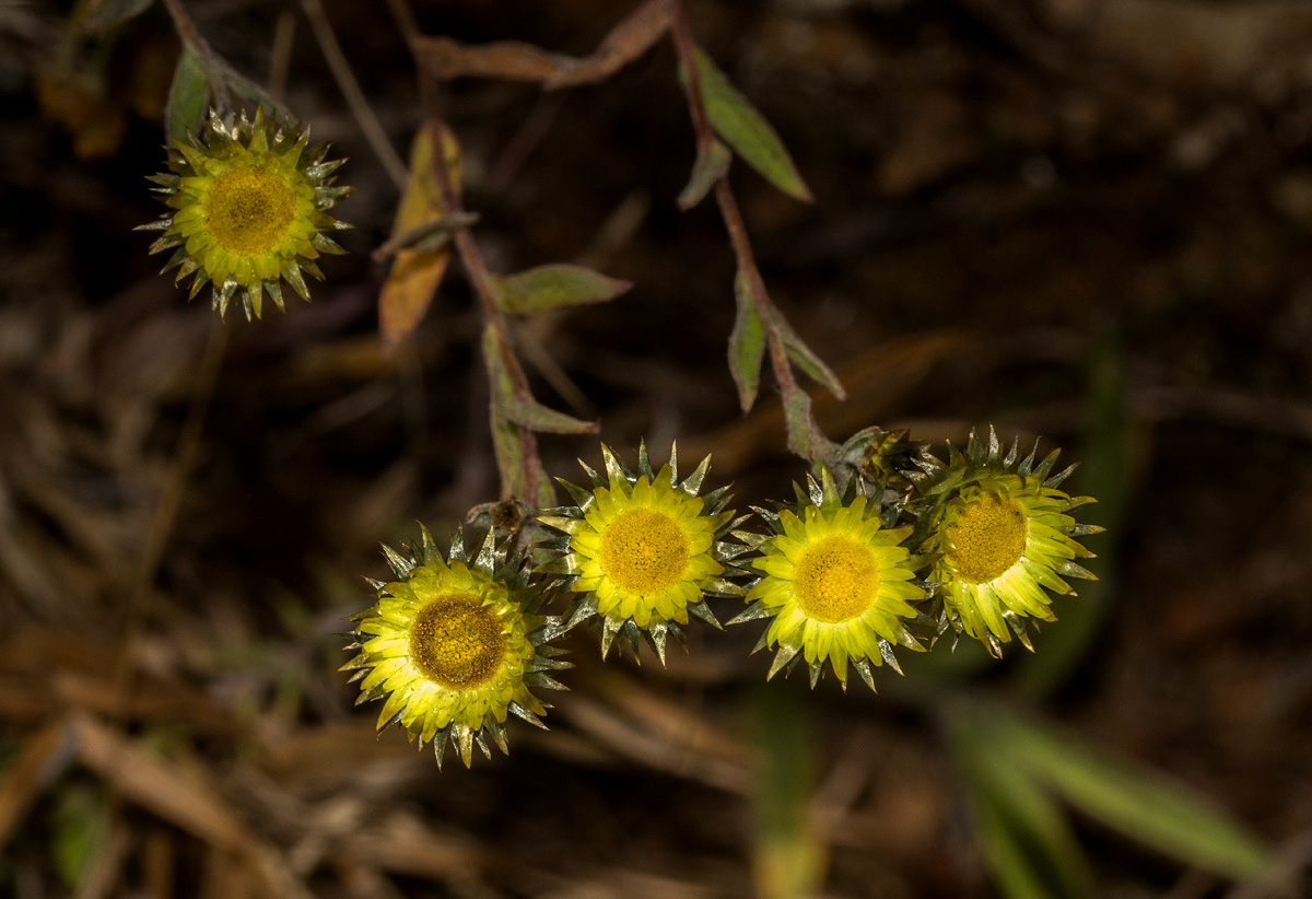 Helichrysum brassii