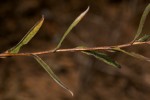 Helichrysum brassii