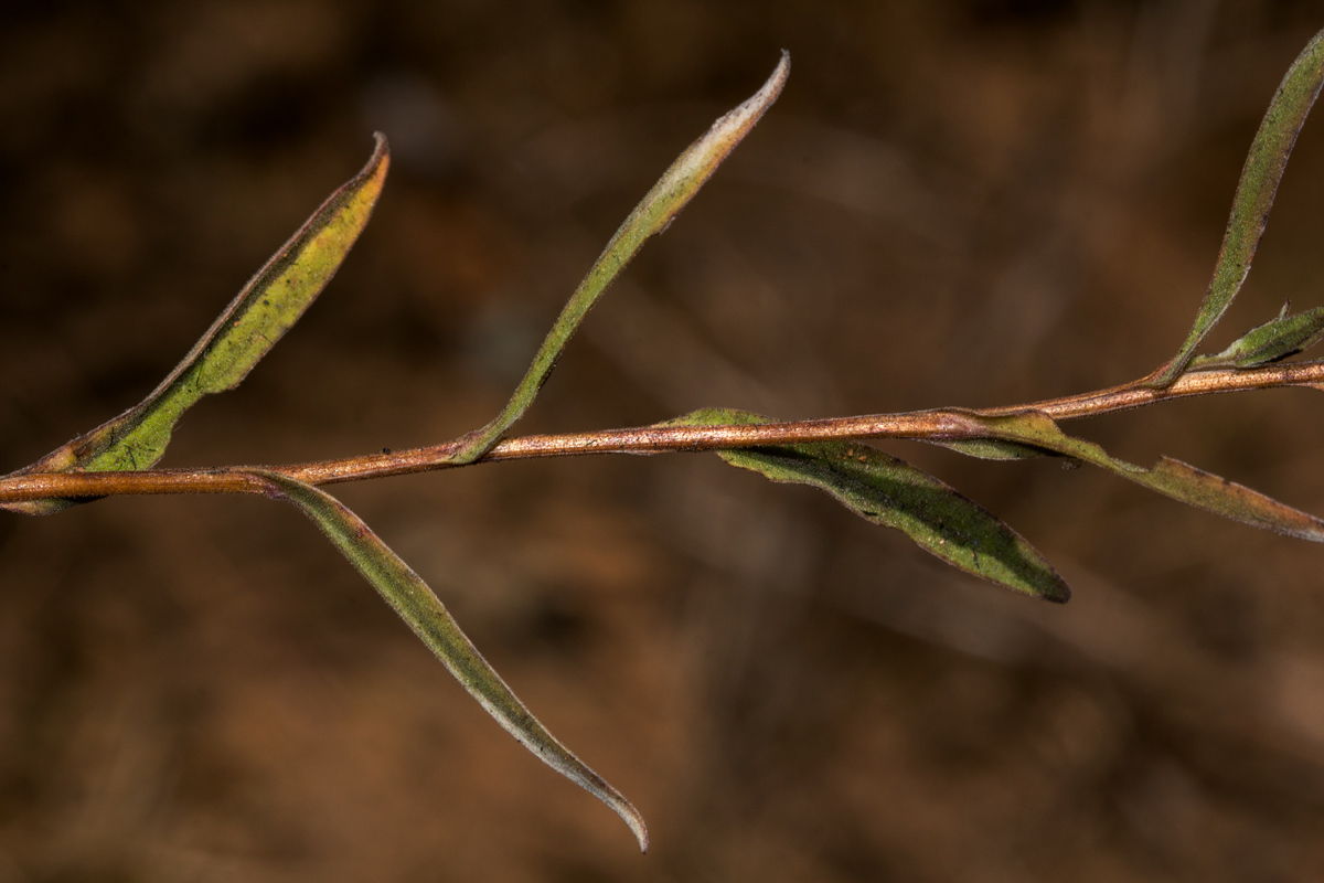 Helichrysum brassii