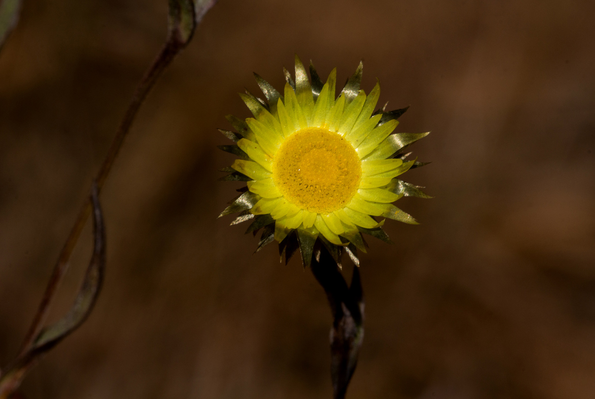 Helichrysum brassii