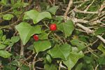 Thespesia acutiloba