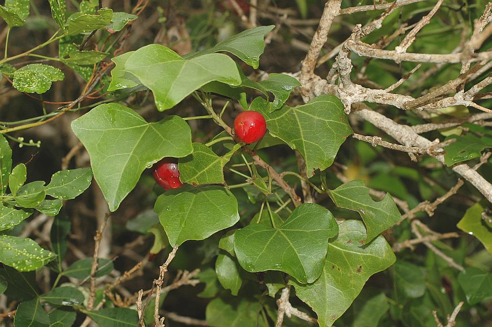 Thespesia acutiloba