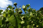 Thespesia acutiloba