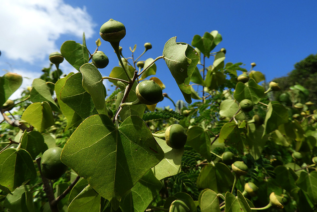 Thespesia acutiloba