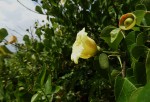 Thespesia acutiloba