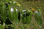 Casearia gladiiformis