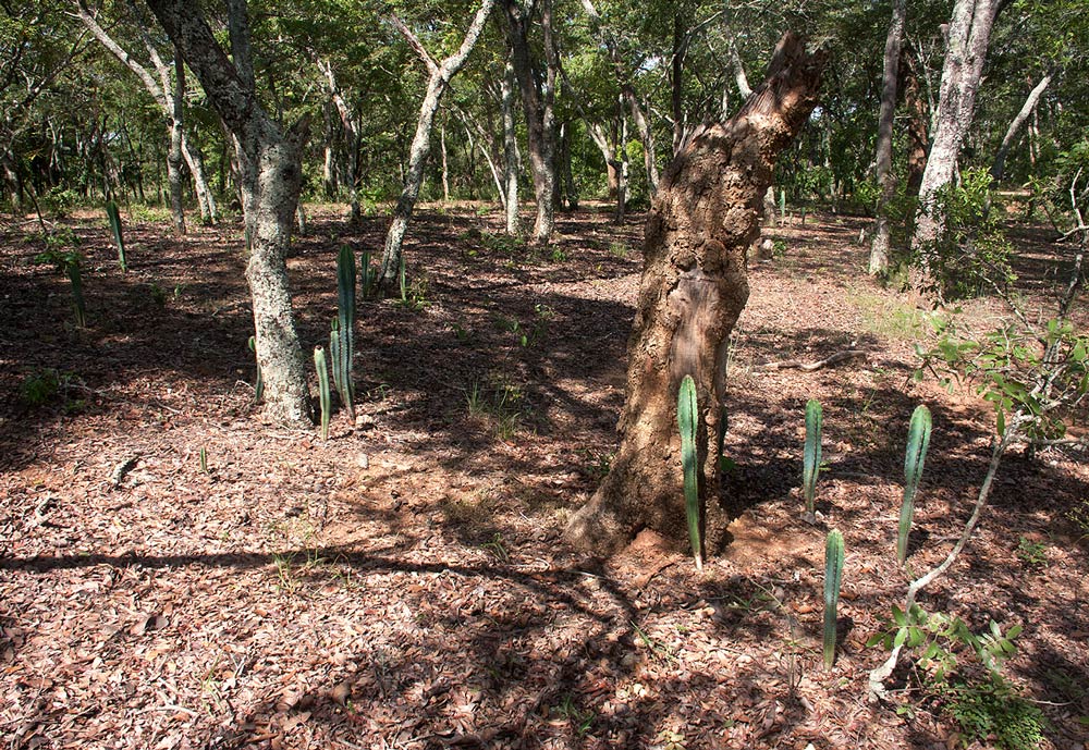 Cereus jamacaru