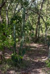 Cereus jamacaru
