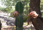 Cereus jamacaru