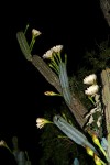 Cereus jamacaru