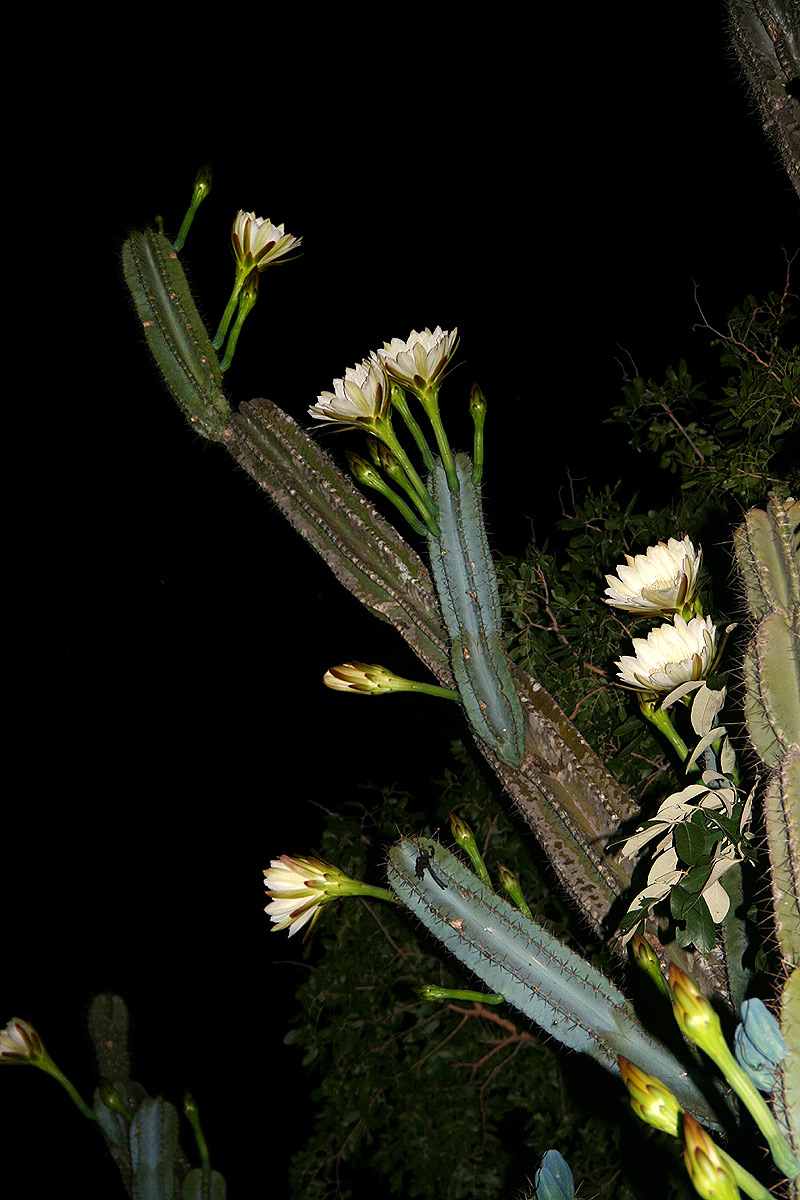 Cereus jamacaru