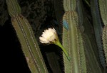 Cereus jamacaru