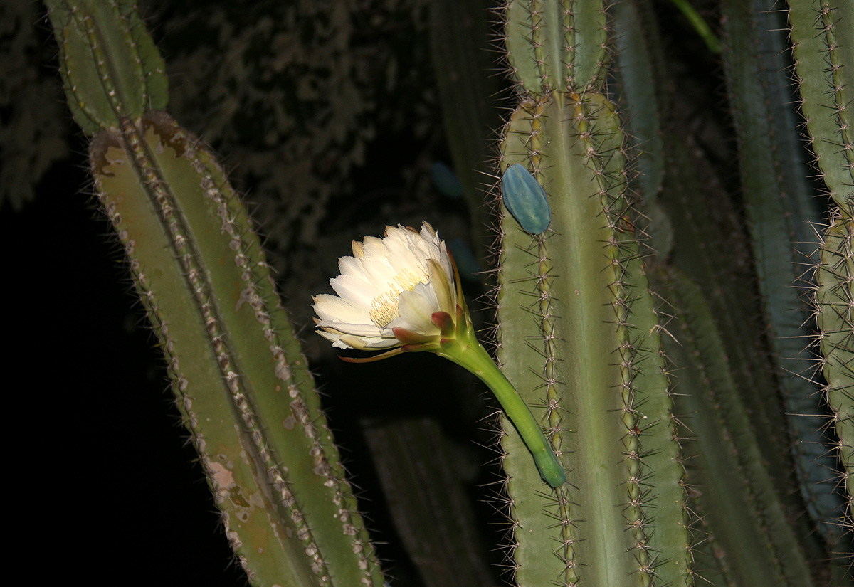 Cereus jamacaru