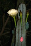 Cereus jamacaru