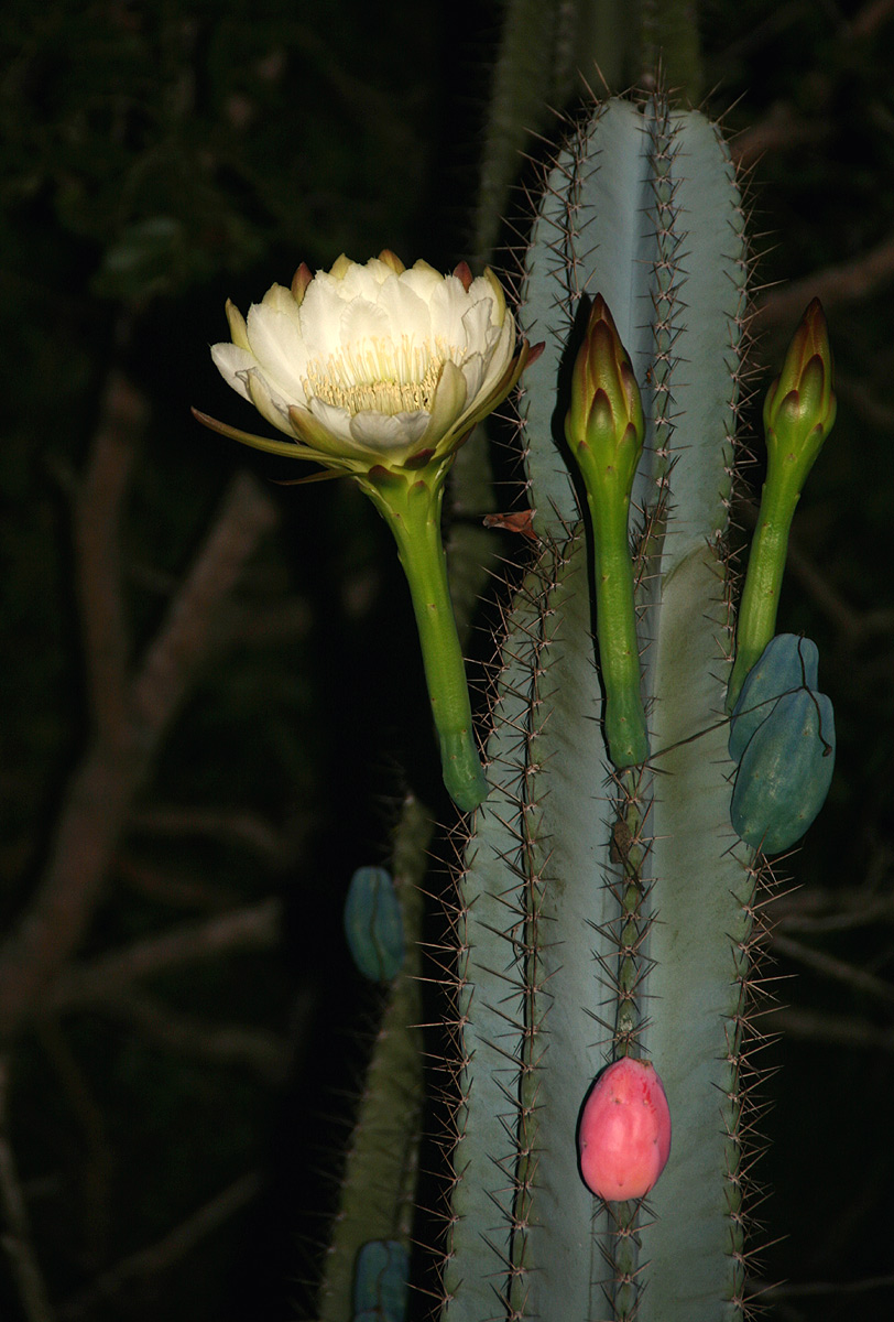 Cereus jamacaru