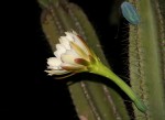 Cereus jamacaru