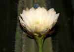 Cereus jamacaru