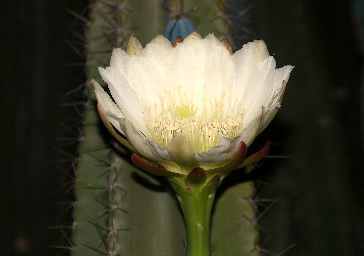 Cereus jamacaru