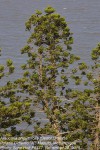 Araucaria angustifolia