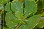 Scaevola plumieri