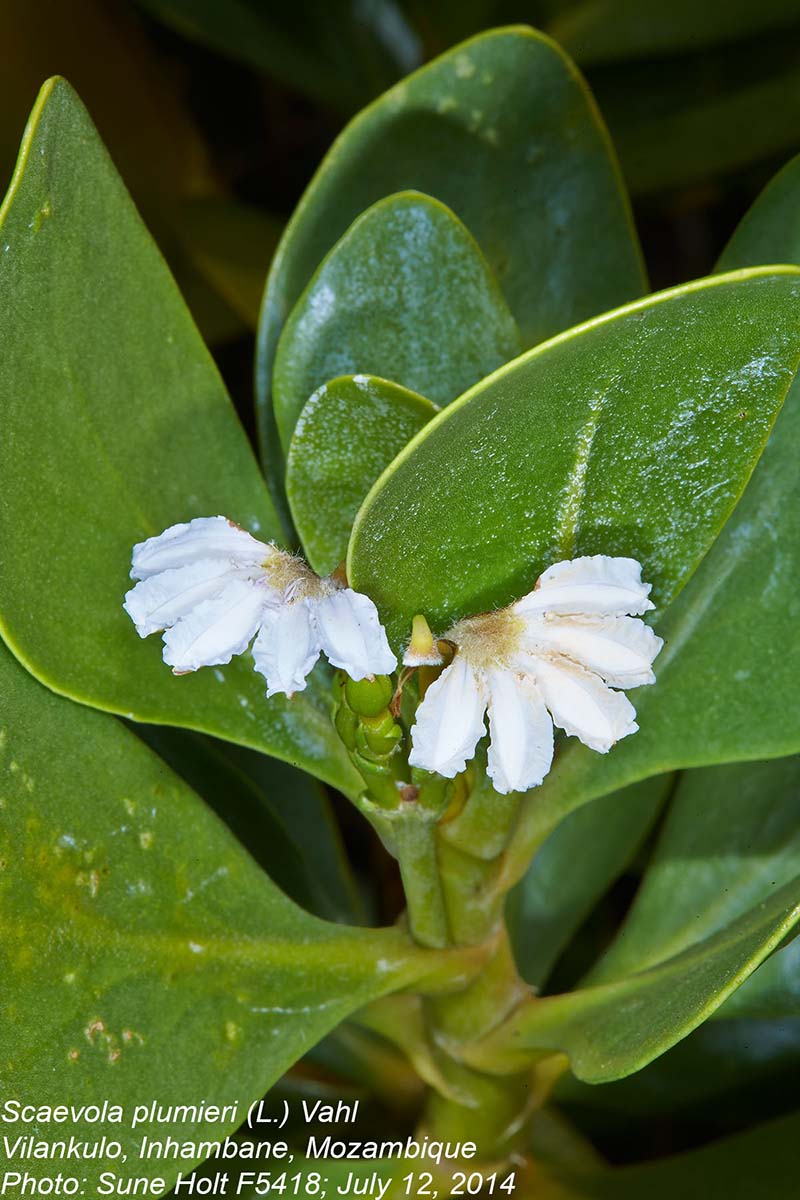 Scaevola plumieri