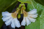 Scaevola plumieri