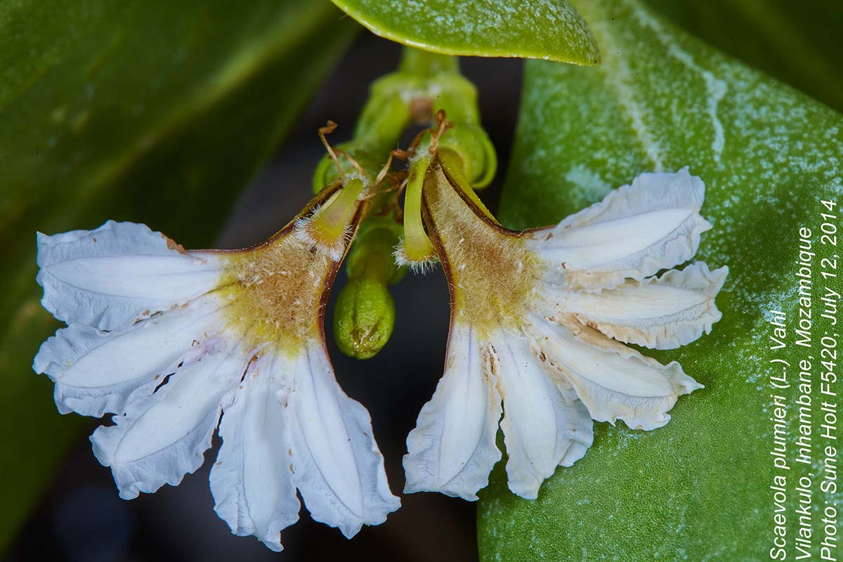 Scaevola plumieri