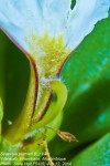 Scaevola plumieri