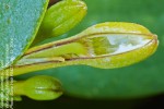 Scaevola plumieri