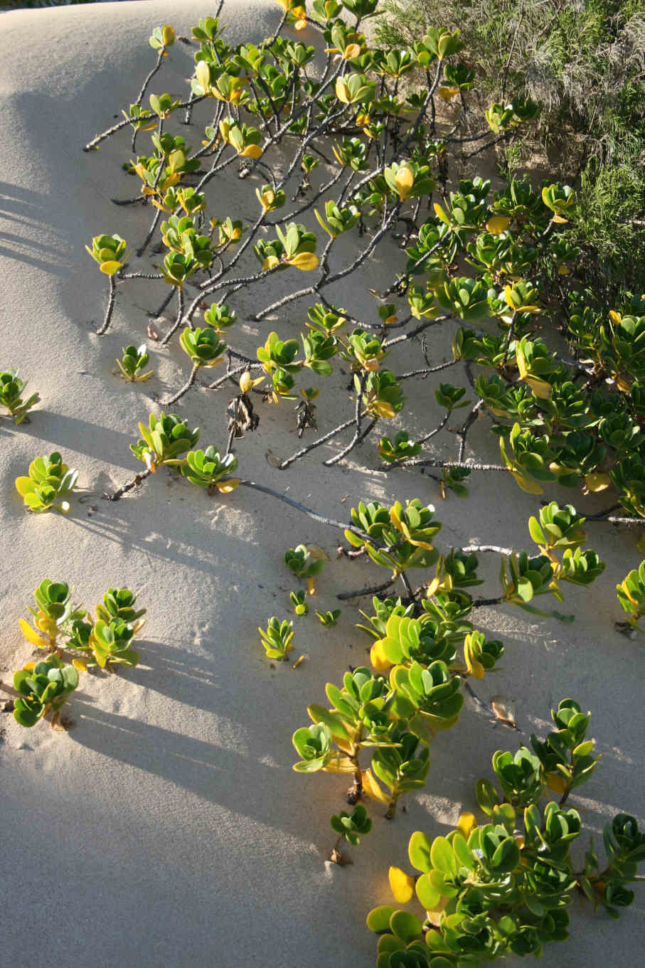 Scaevola plumieri