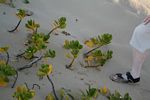 Scaevola plumieri