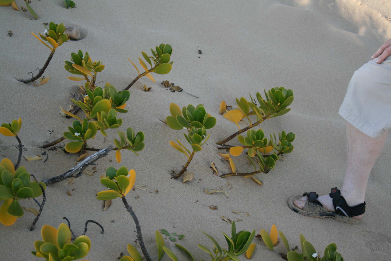 Scaevola plumieri