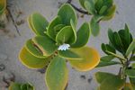 Scaevola plumieri